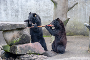 いたずらくま